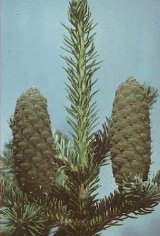 abetebianco.jpg (36642 byte)