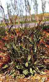 Acetosa