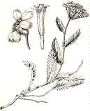 Achillea