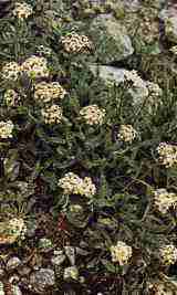 Achillea