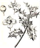 Agrifoglio