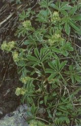 2122.jpg (40016 byte)