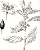 Alloro