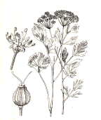 Aniceverde