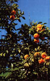 Arancio