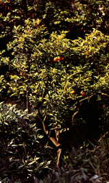Arancio