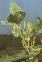 1301.jpg (29666 byte)