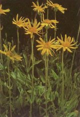 1243.jpg (33048 byte)