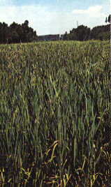 Avena
