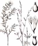 Centinodio