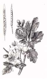 Chelidonia