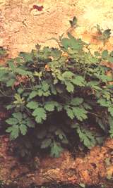 Chelidonia
