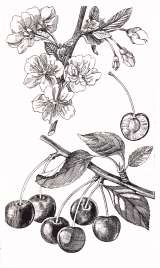 Ciliegio