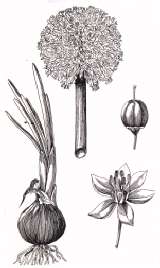Cipolla
