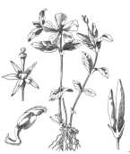 Pervinca