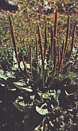Piantaggine