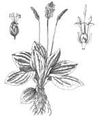 Piantaggine