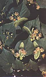 Tiglio