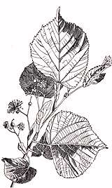 Tiglio