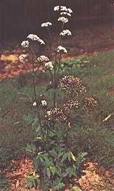Valeriana