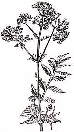 Valeriana